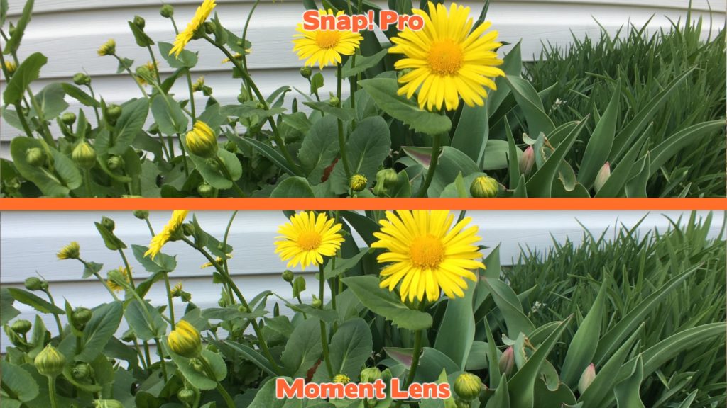 Bitplay Snap Pro vs Moment Lens - Flower